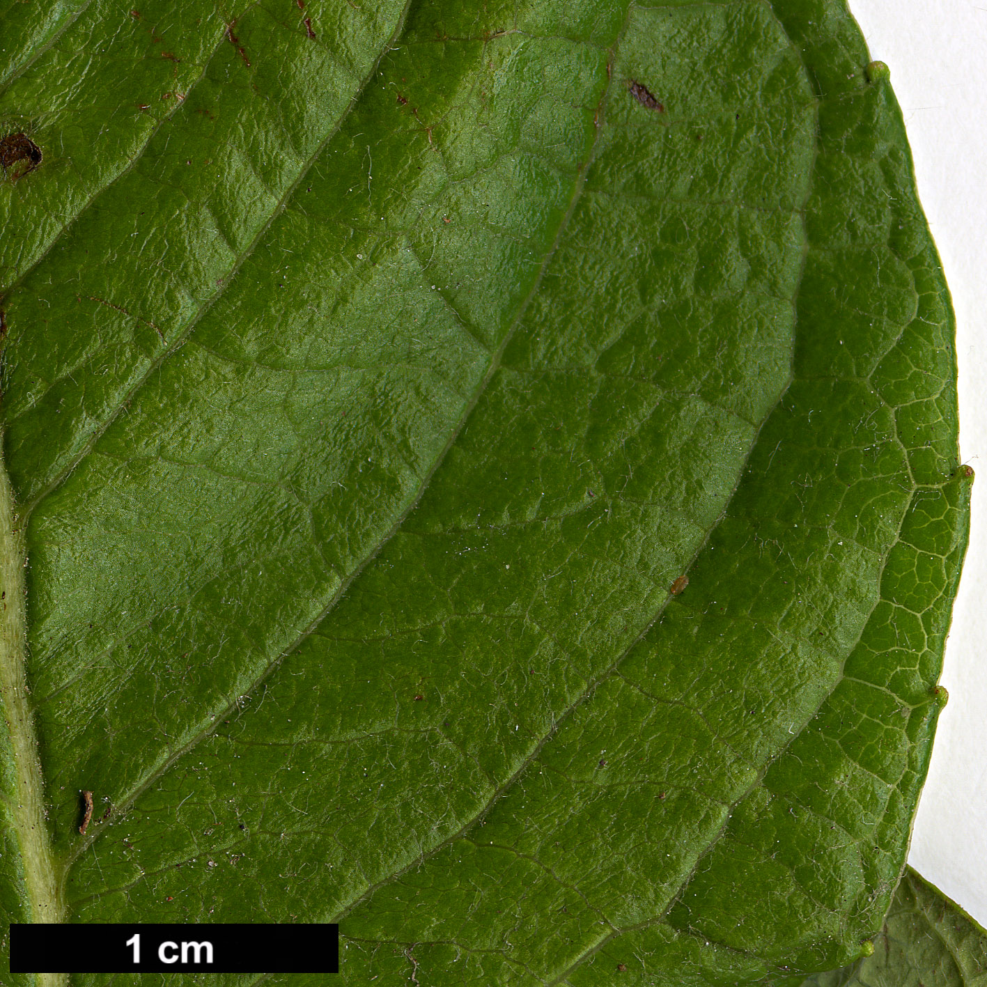 High resolution image: Family: Salicaceae - Genus: Salix - Taxon: nakamura - SpeciesSub: var. yezoalpina